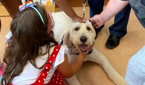 close up of white goldendoodle dog smiling while being pet by three students